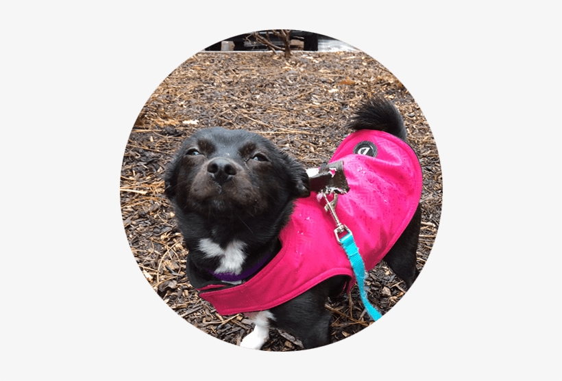 Dog Walking And Training In Weehawken, Nj - New Jersey, transparent png download