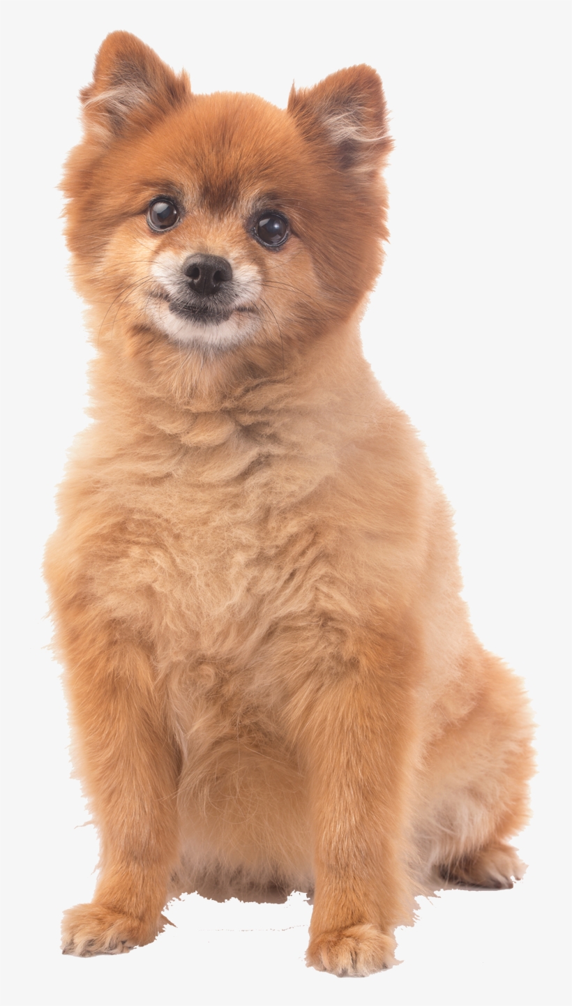 How We Find The Pawfect Host For Your Dog - Dog, transparent png download