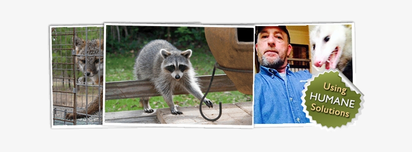 Dead Animal Removal & Control In Chapel Hill - Racoon, transparent png download