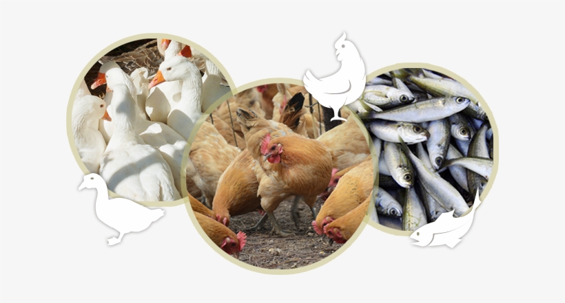 Gwb Is Also The Originator And Inventor Of Livestock - Biotechnology, transparent png download