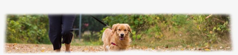 Golden Retriever, transparent png download