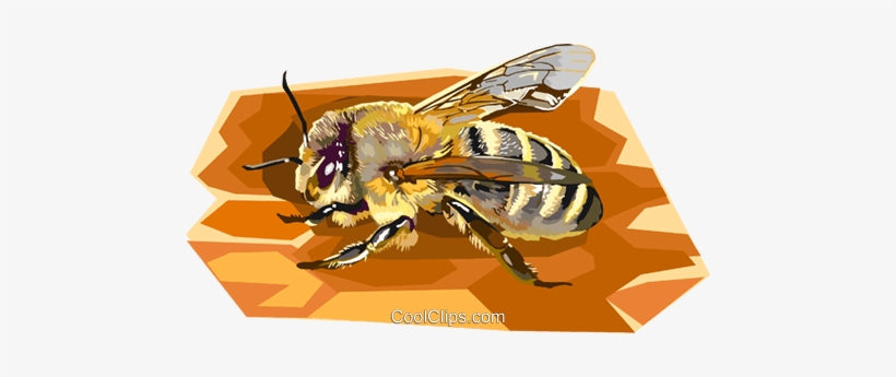 Carniolan Honeybee Royalty Free Vector Clip Art Illustration - Honey Bee Clip Art, transparent png download