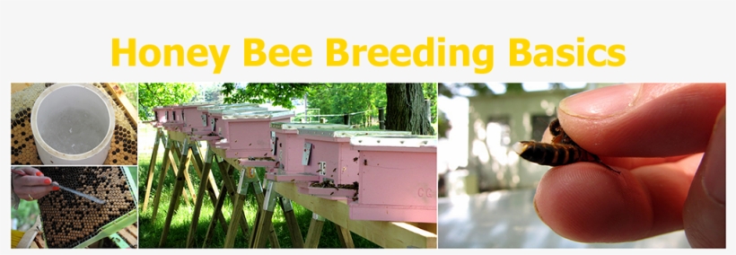 During This One Day Course We Will Talk About The Intricacies - Breed, transparent png download