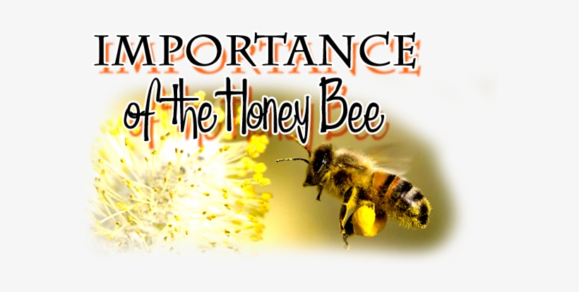 Bees Have Been Producing Honey From Flowering Plants - Honey, transparent png download