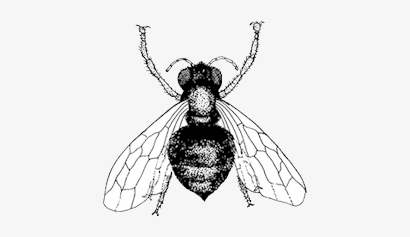 Honeybee - Bee, transparent png download