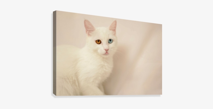 Cute Eyes 3 Canvas Print - Khao Manee, transparent png download