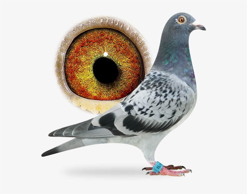 Nl16-1864758 - Rock Dove, transparent png download