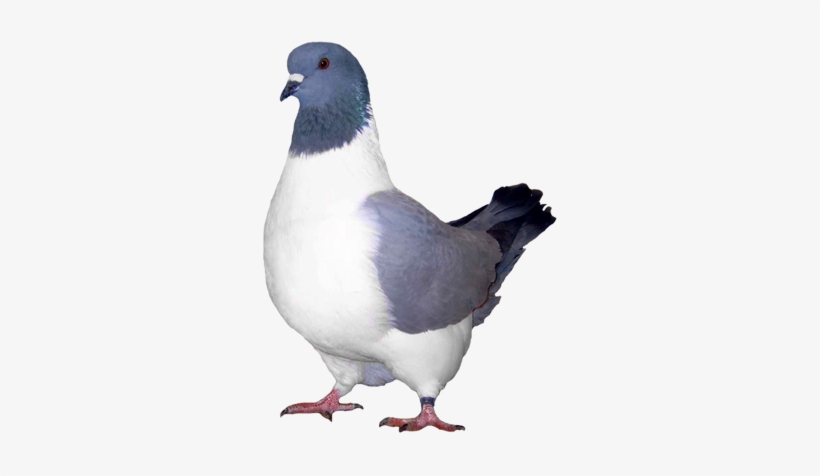 Black Bar Ice Pigeon, transparent png download