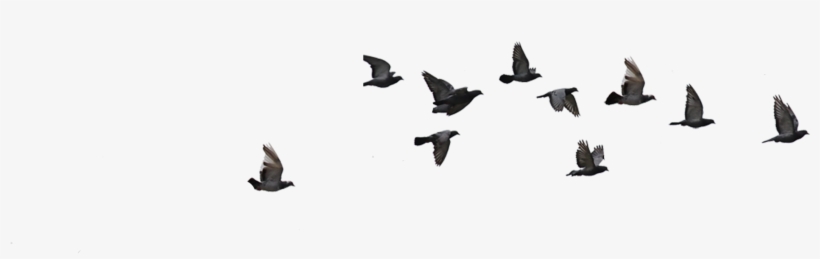 Great Black-backed Gull, transparent png download