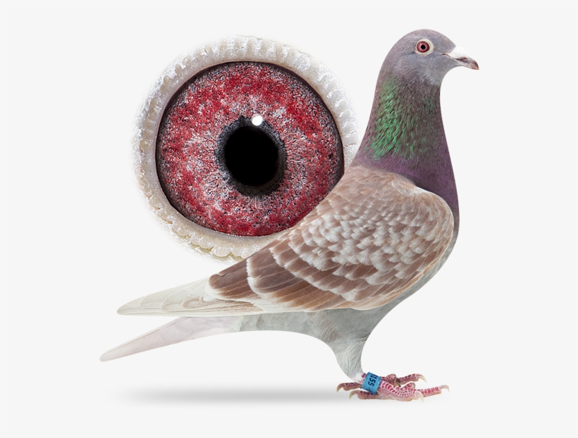 Our Collection - « - Rock Dove, transparent png download