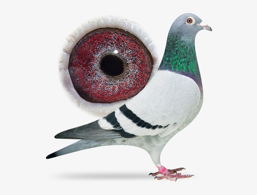 Golden Leo - 992 Van Den Bulck Pigeon, transparent png download