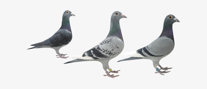 Exclusive Pigeons, Pigeon Auctions, Race Pigeon Auctions, - Transparent Pigeons, transparent png download
