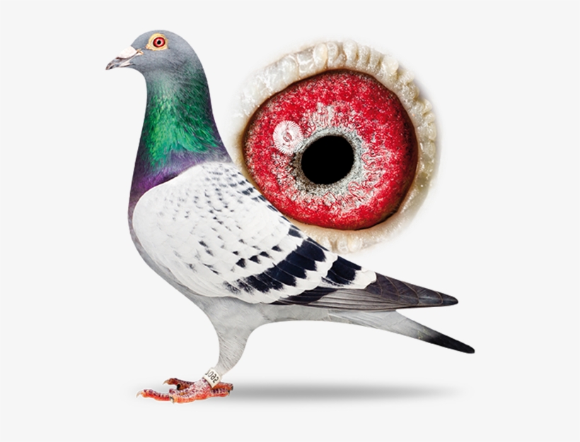 The - Marcel Sangers Top Pigeons, transparent png download