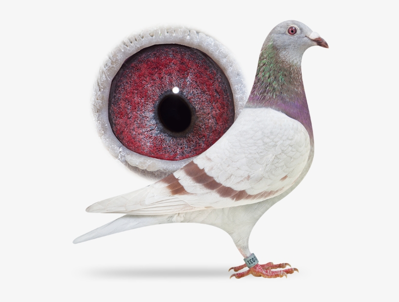 Our Collection - « - Rock Dove, transparent png download