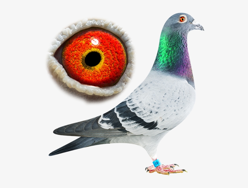 Pigeons - Stock Dove, transparent png download