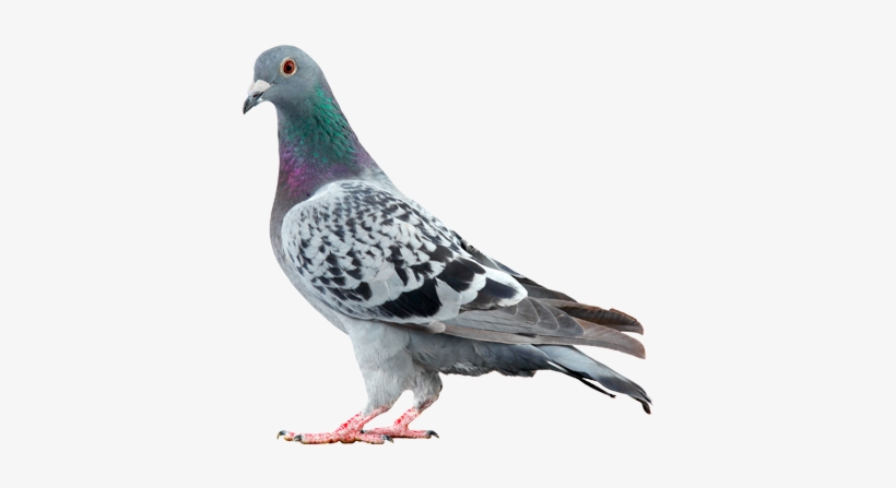 A1 Exterminators Pigeons Wildlife Control - Whistler Pigeon Mix 15kg, transparent png download
