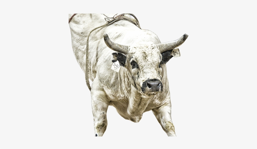 King Lopez - Bucking Bull Png, transparent png download
