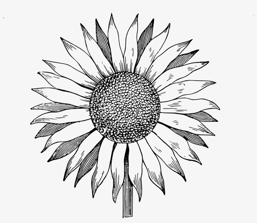 Drawing Clipart Sunflower - Sunflower Drawing, transparent png download