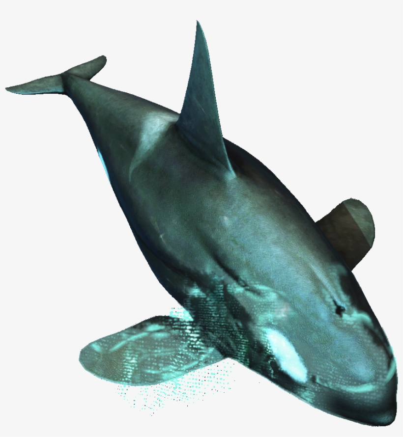 Killer Whale, transparent png download