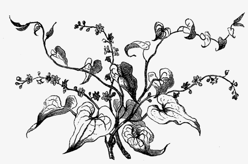 Dogwood Tree Drawing At Getdrawings - Black And White Wildflower Illustration, transparent png download