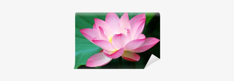Lotus Flower Blooming, transparent png download