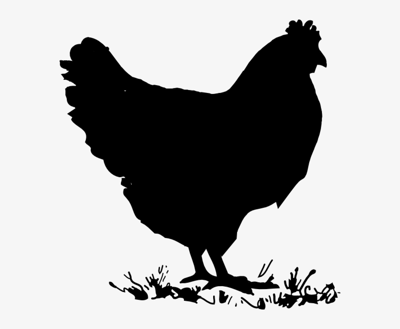 Chicken - Hen Clipart, transparent png download