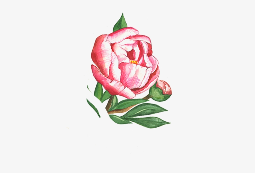 Orange Green Leaves Rose - Rose, transparent png download