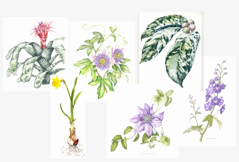 Watercolor Botanical Illustrations Of Various Flowers - Botanical Illustration Passion Flower, transparent png download