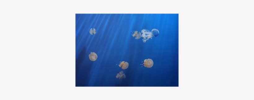 Jellyfish, transparent png download