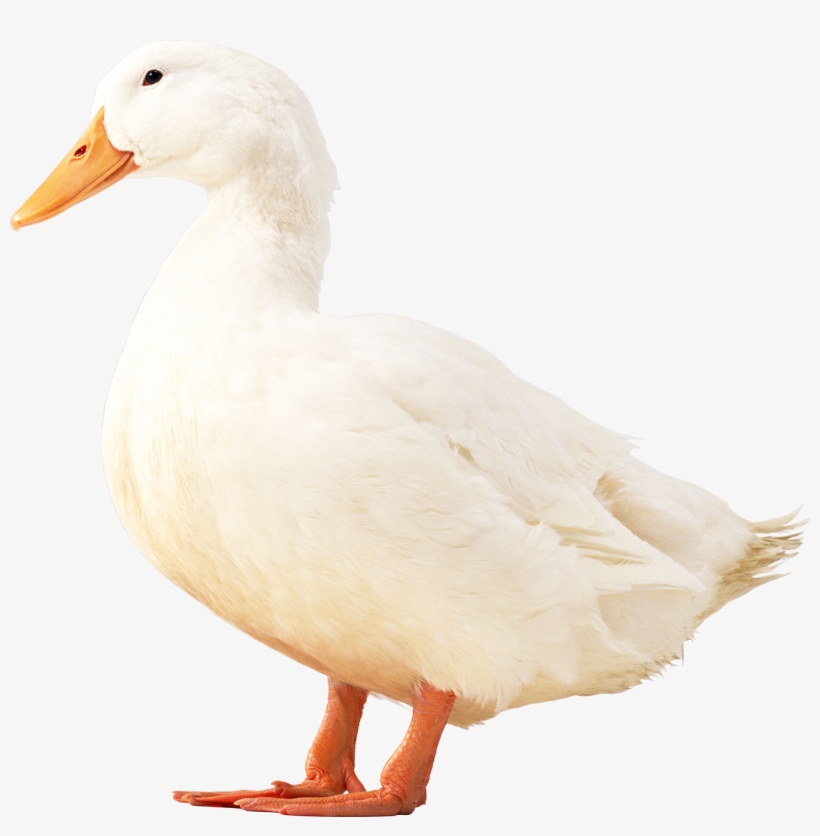 White Duck Png, transparent png download