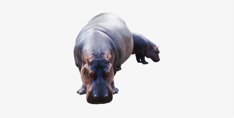 Hippopotamus Clip Art Mother Baby - Hippopotamus, transparent png download