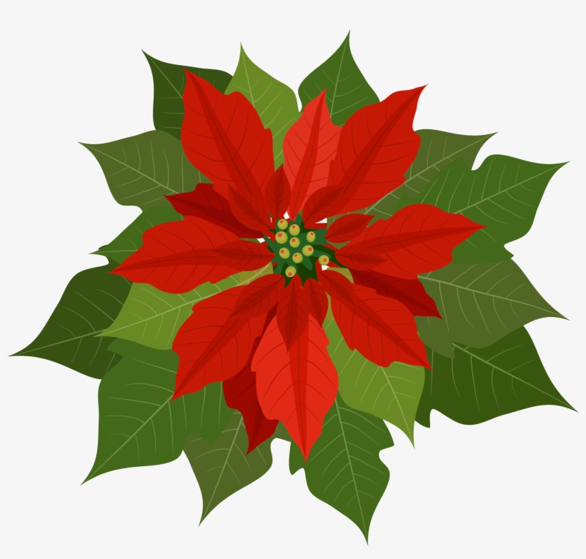 Christmas Poinsettia Png Clipart - Poinsettia Clipart Png, transparent png download