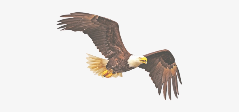 Eagle - Turn Off The Tv Bald Eagle Strategy Puzzle, transparent png download