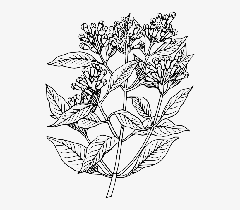 Leaf, Tree, Flower, Plant, Clove, Bush, Herb, Shrub Plant Sketch Png