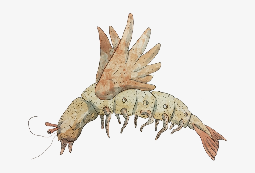 < Inicio - Litopenaeus Setiferus, transparent png download