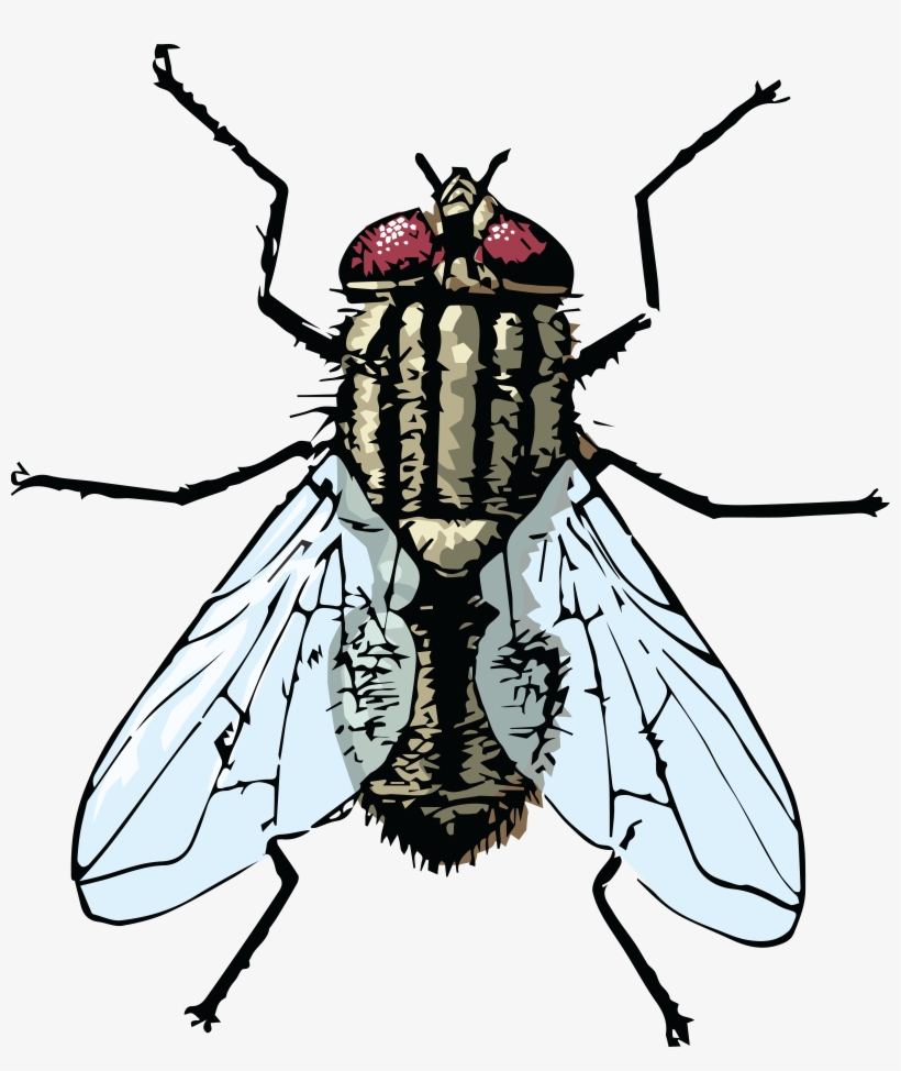 , , - Clipart Of Fly, transparent png download