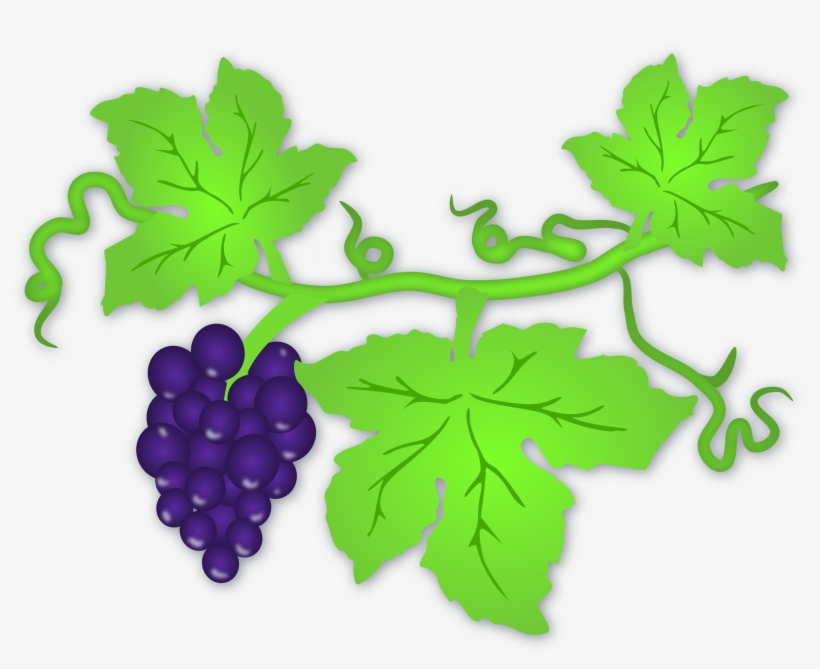 Wine Fruits, Grapes, Green, Leaves, Purple, Vine, Wine - Leaves Of Grapes Clipart, transparent png download