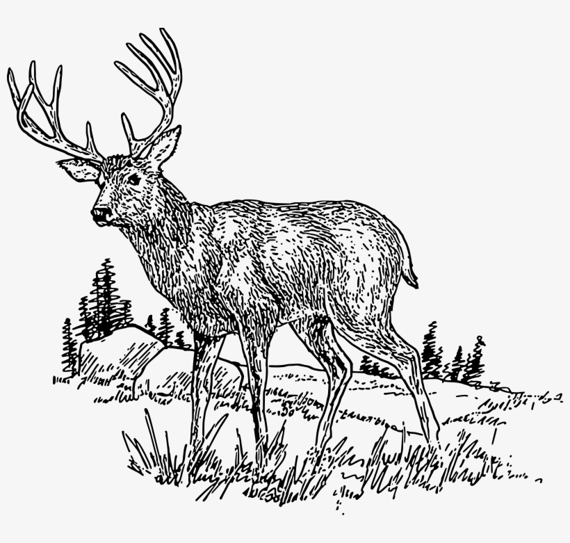Clip Art Royalty Free Animal Images Org - Camo Dave's Original Venison (deer) Jerky -, transparent png download