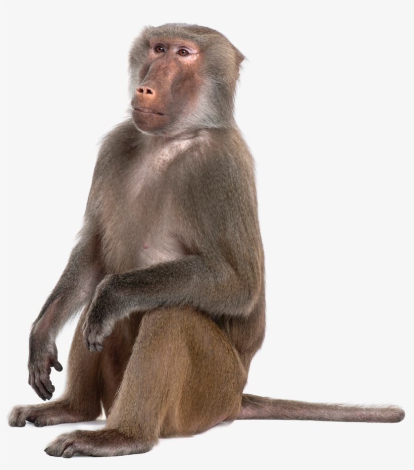 Transparent Baboon Png, transparent png download