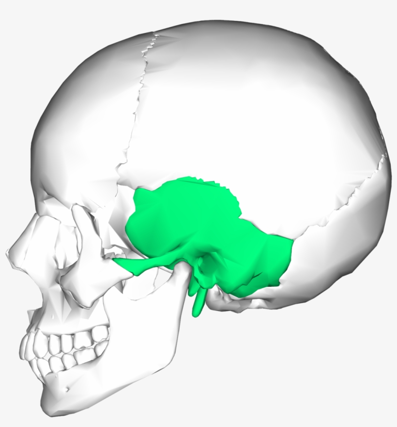 Temporal Bone, transparent png download