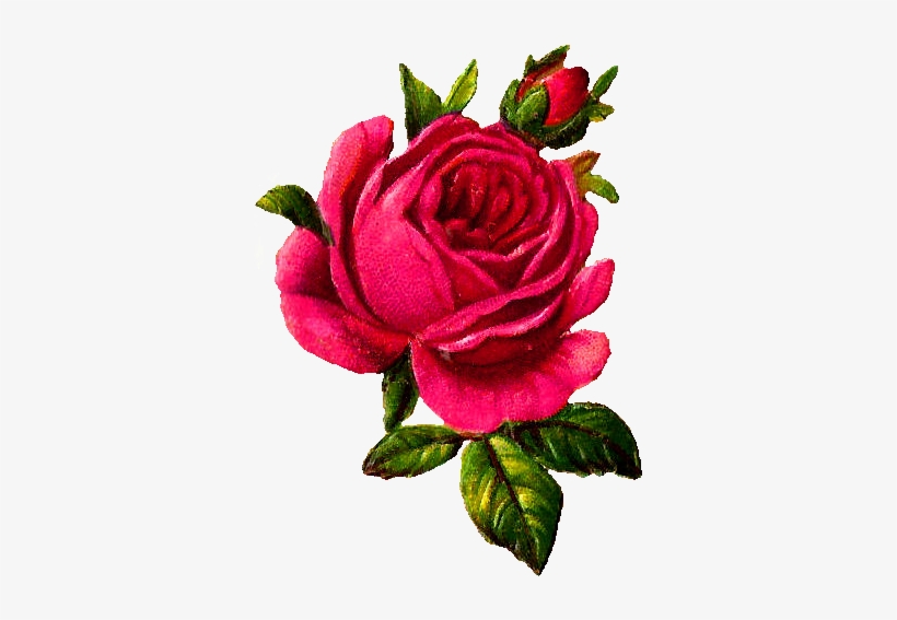 Antique Images Digital Download - Floribunda, transparent png download