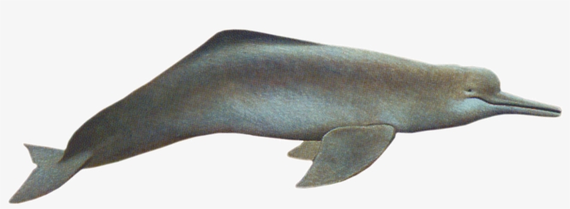 Amazon River Dolphin - Pink River Dolphin Png, transparent png download