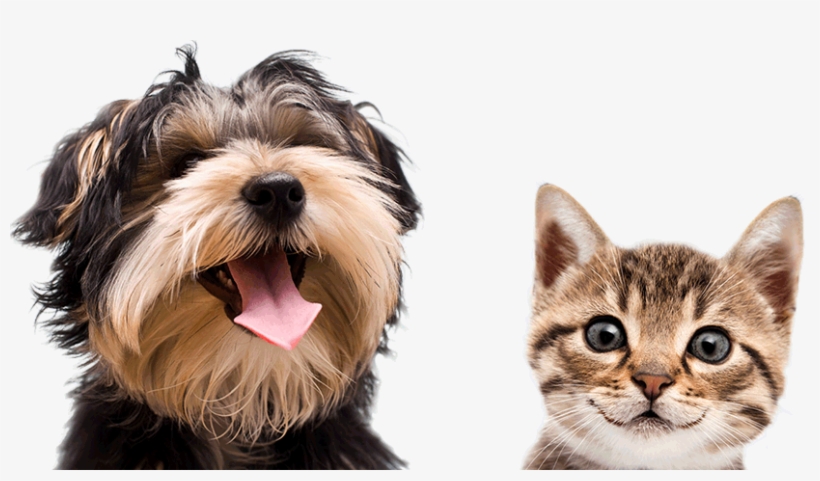 Argos Pet Insurance - Most Popular Dog Names 2018, transparent png download