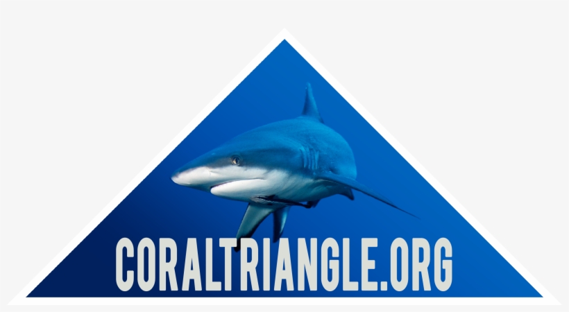 Photo Of Sharks In The Coral Triangle - Coral Triangle, transparent png download