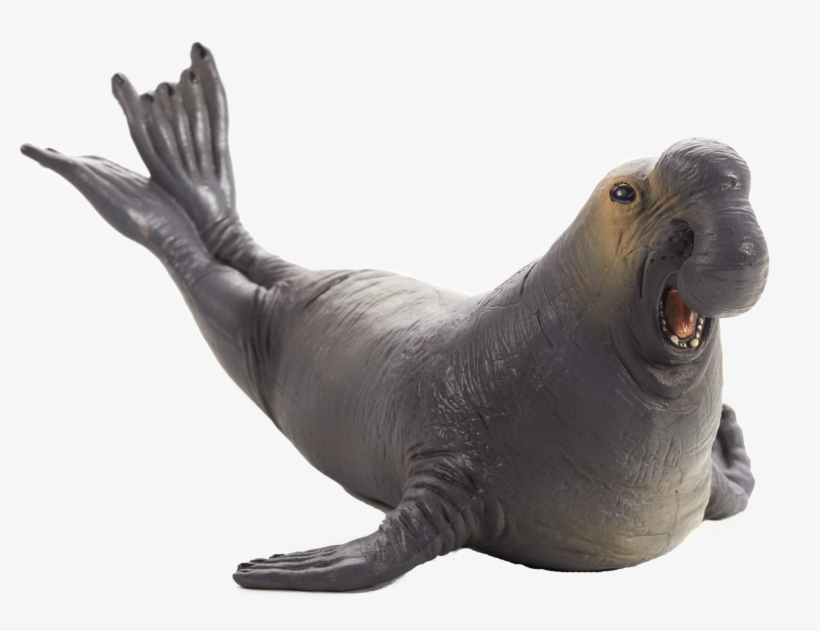 Clipart Resolution 1920*1400 - Mojo Sea Elephant, transparent png download