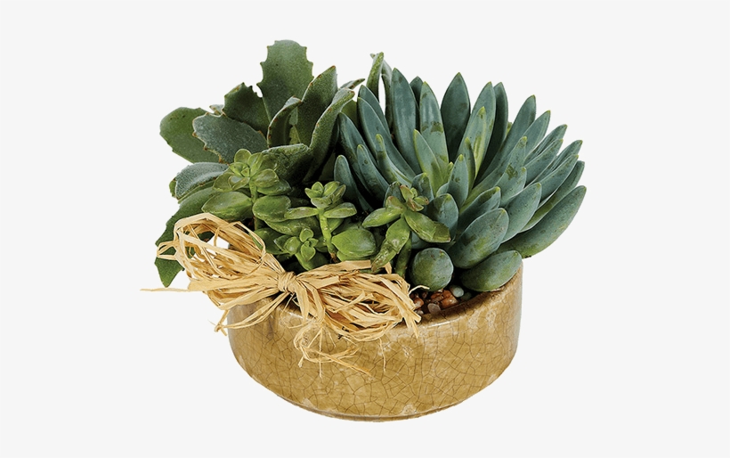Succulent Plant, transparent png download
