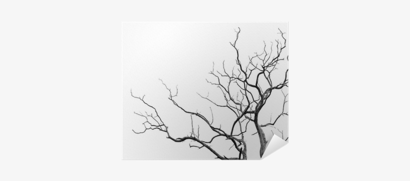 Tree, transparent png download