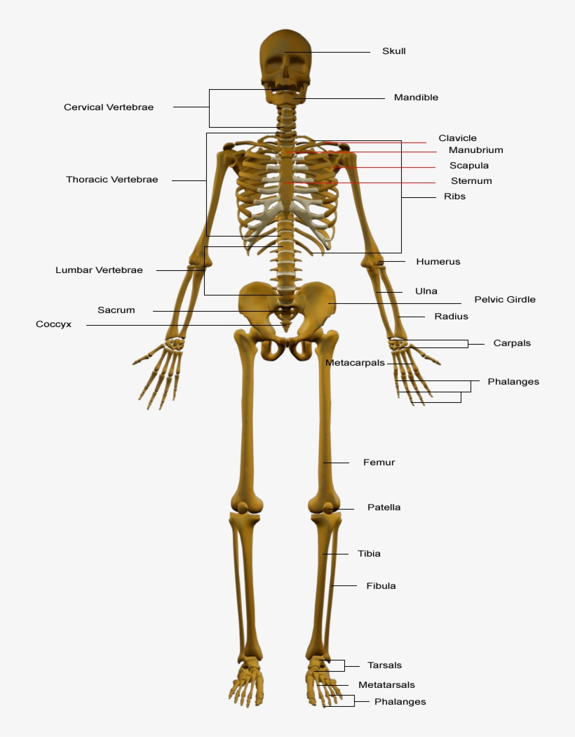 Skeletal System - Skeletal System In Hindi, transparent png download