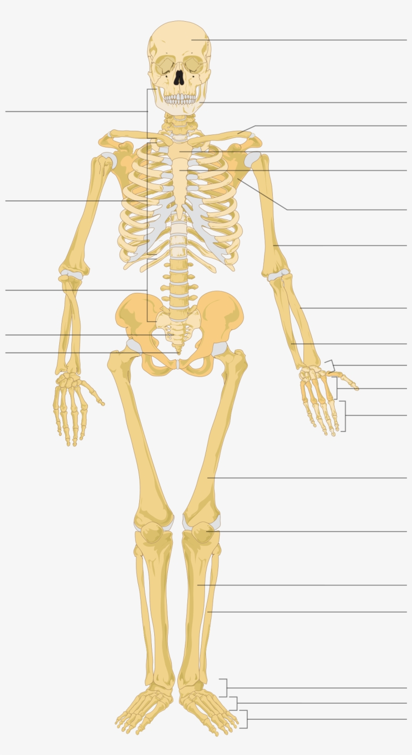 Open - Skeleton Of Human Being, transparent png download