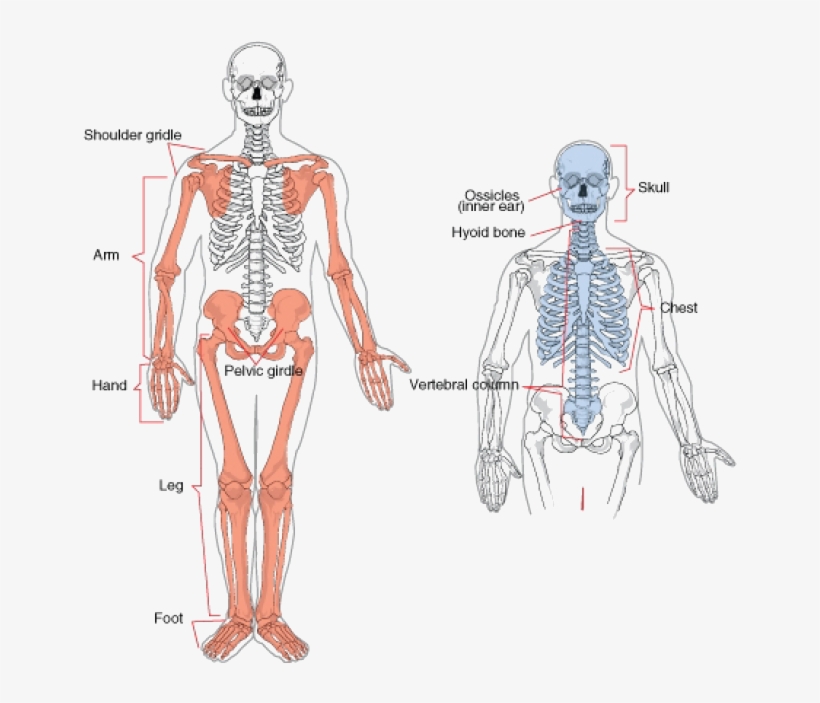Definition Of The Appendicular Skeleton Png Image Transparent Png Free Download On Seekpng